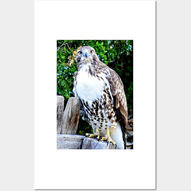 Red Tailed Hawk Wall Art by Scubagirlamy